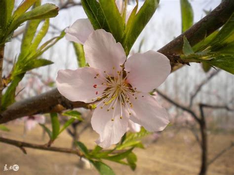 如何斬斷爛桃花